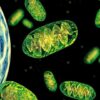 Terapia de substituição mitocondrial: como a ciência aprende a corrigir os erros da natureza