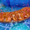 Fatos interessantes sobre a terapia mitocondrial
